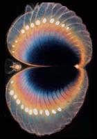 A bioluminescent marine creature with a semicircular, fan-like shape, glowing in shades of blue, orange, and yellow against a black background. Its body appears mirrored along a central axis.